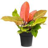 Philodendron 'Prince of Orange'