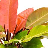 Philodendron 'Prince of Orange'