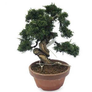 Bonsai Juniperus