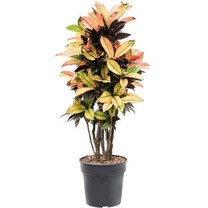 Croton Wonderstruik Iceton L