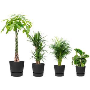 Plantenpakket Tropische planten in Greenville pot