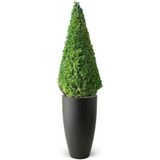 Buxus sempervirens In Pure Soft