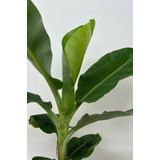 Bananenplant Musa S