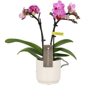 Phalaenopsis Optifriend Lotte Lazio white