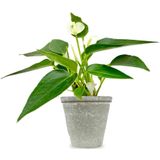 Babyplant Anthurium wit
