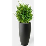 Buxus Sempervirens In Pure Soft Antraciet