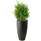 Buxus Sempervirens In Pure Soft Antraciet