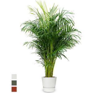 Goudpalm areca in greenville pot