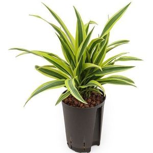 Hydroplant Dracaena lemon lime