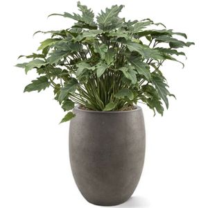 Philodendron Xanadu in Betonlook Bloempot