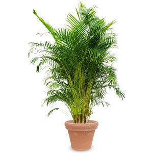 Goudpalm Areca kingsize in Terra Cotta