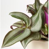 Tradescantia Zebrina paars