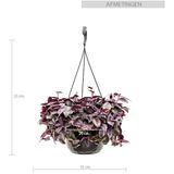 Tradescantia Zebrina paars