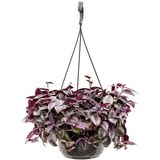 Tradescantia Zebrina paars