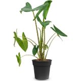 Alocasia Zebrina