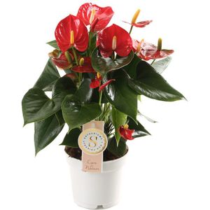 Anthurium Royal Red S