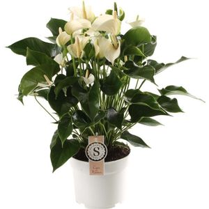 Anthurium White Champion L