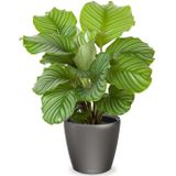 Calathea in Zelfwatergevende Classico