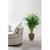 Goudpalm Areca M  in Oester pot