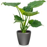 Alocasia Cucullata in Zelfwatergevende Classico