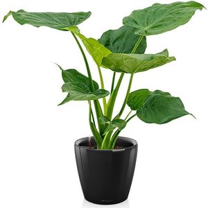 Alocasia Cucullata in Zelfwatergevende Classico