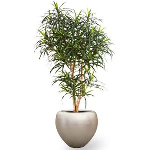 Kunstplant dracaena in Couple Champagne