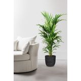 Kentia Palm in Bol Pot