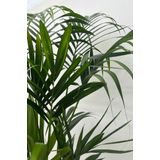 Kentia Palm in Bol Pot