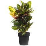 Croton wonderstruik petra S