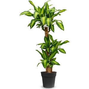 Dracaena Fragans M