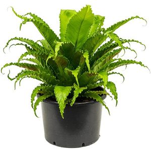 Asplenium Antiquum