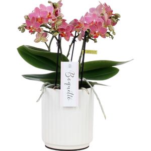 Orchidee Boquetto Charme Molise white