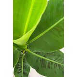 Bananenplant in greenville pot M