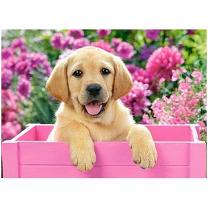 Puzzel Castorland - Labrador Puppy in een doos, 300 stukjes