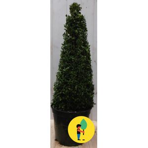 Buxus Piramide 90 cm - Urban Street Forest