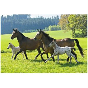 Puzzel Schmidt - Paarden, 2x26 + 2x48 stukjes, metalen doos