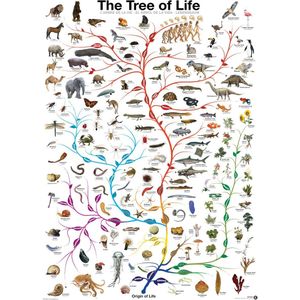 Puzzel Eurographics - Die Evolution - Der Baum des Lebens, 1000 stukjes