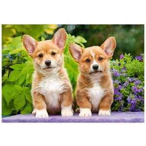 Puzzel Castorland - Welsh Corgi-puppy's, 1000 stukjes