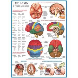 Puzzel Eurographics - Het brein, 1000 stukjes