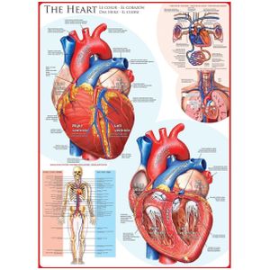 Puzzel Eurographics - Het hart, 1000 stukjes
