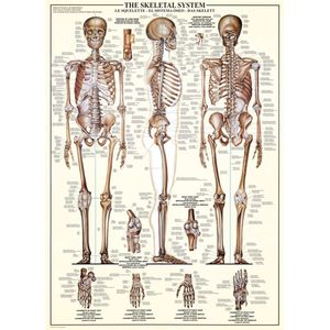 Puzzel Eurographics - Das Skelettsystem, 1000 stukjes