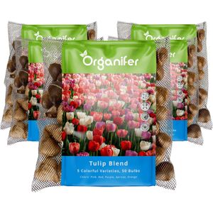 250 Tulpenbollen - 5 Kleurrijke Soorten ( XXL Bloembollen formaat 12 cm/+)