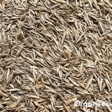 Weidegraszaad Meadow - Speciaal voor Paarden en Kleinvee (5Kg voor 1000m2)