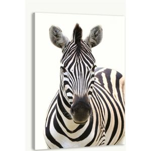 Schilderij - Vooraanzicht Zebra, Grijs wit , 3 maten , Premium print
