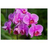 Fotobehang - Roze Orchidee Bloesems, in 11 maten te koop, premium print, incl behanglijm