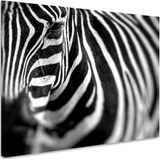 Schilderij - Zebra close up , premium print, 3 maten
