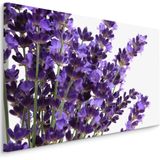 Schilderij - Close up van Lavendel, Paars, Premium Print