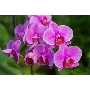 Fotobehang - Roze Orchidee Bloesems, in 11 maten te koop, premium print, incl behanglijm