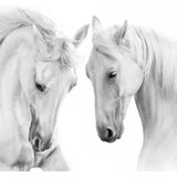 Fotobehang - Twee Schimmels, Paarden, zwart/wit, premium print, inclusief behanglijm