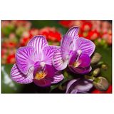 Fotobehang - Prachtige Orchidee, Paars, in 11 maten, Premium print, incl behanglijm